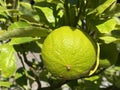Fruits of the Bergamot Orange / Citrus Ãâ limon, syn. Citrus bergamia / Bergamotte, ZitrusfrÃÂ¼chte / Zitrusfruechte / Bergamote Royalty Free Stock Photo
